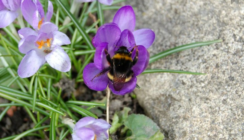 Penzion Eliška Horní Planá